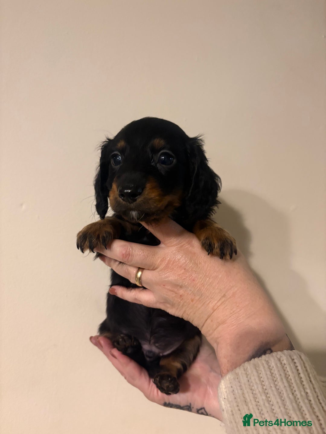 Dachshund dogs for sale: Miniature long haired dachshunds - Advert 10