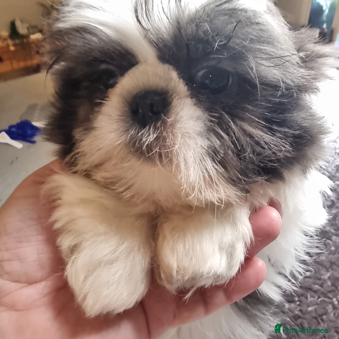 Shih Tzu dogs for sale: Dob 3/09/25 Kc 11 weeks old very tiny babies boys - Advert 1