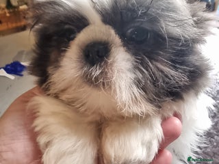Shih Tzu dogs Dob 3/09/25 Kc 11 weeks old very tiny babies boys - Advert 5