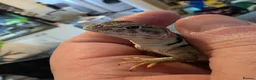 Lizard reptiles for sale: CB26 Wichita Mountain Blue Collared Lizard  - Advert 4