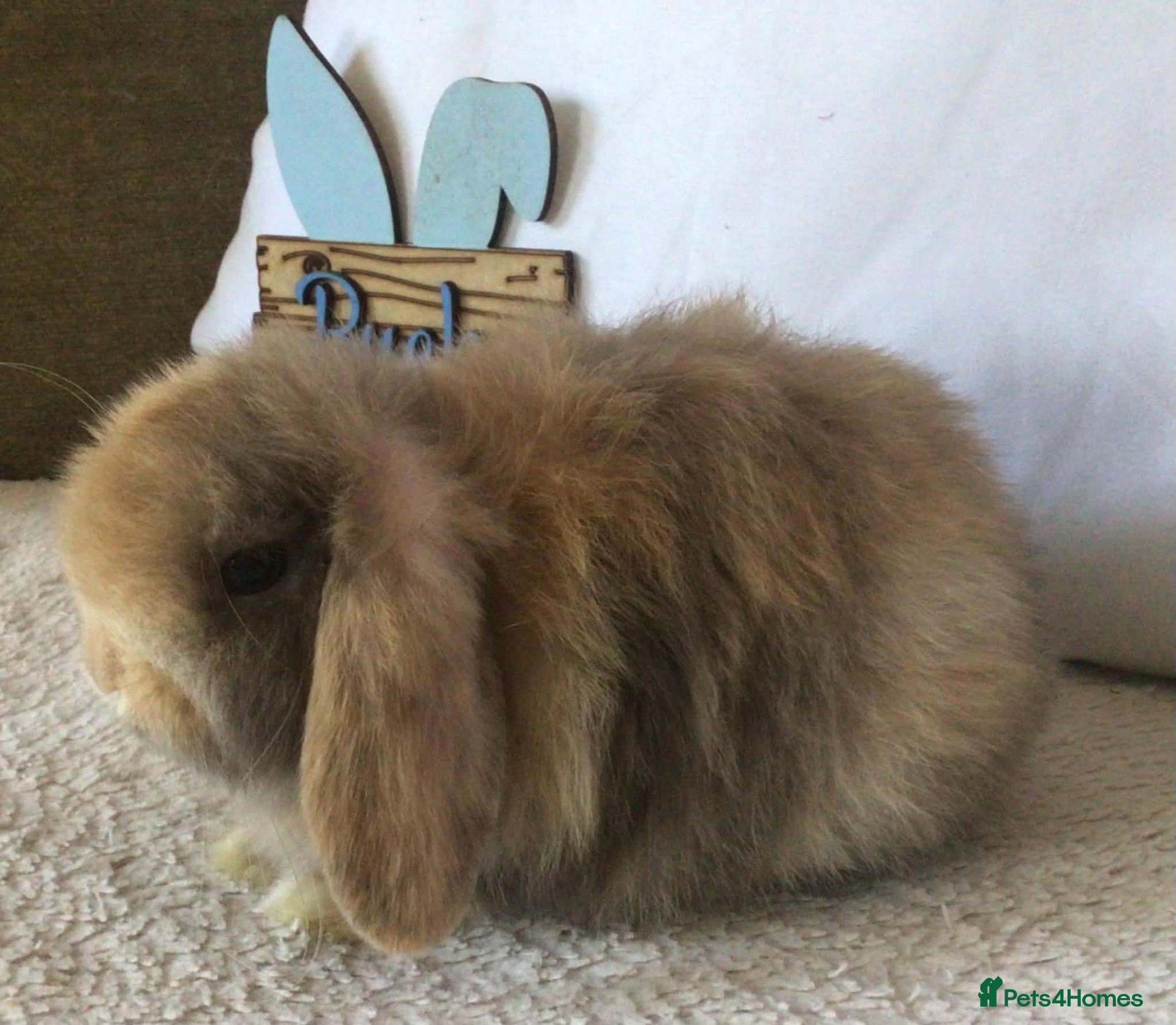Mini Lop rabbits Mini lop chocolate harlie - Advert 1