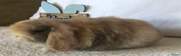 Mini Lop rabbits for sale: Mini lop chocolate harlie in Lichfield - Advert 1