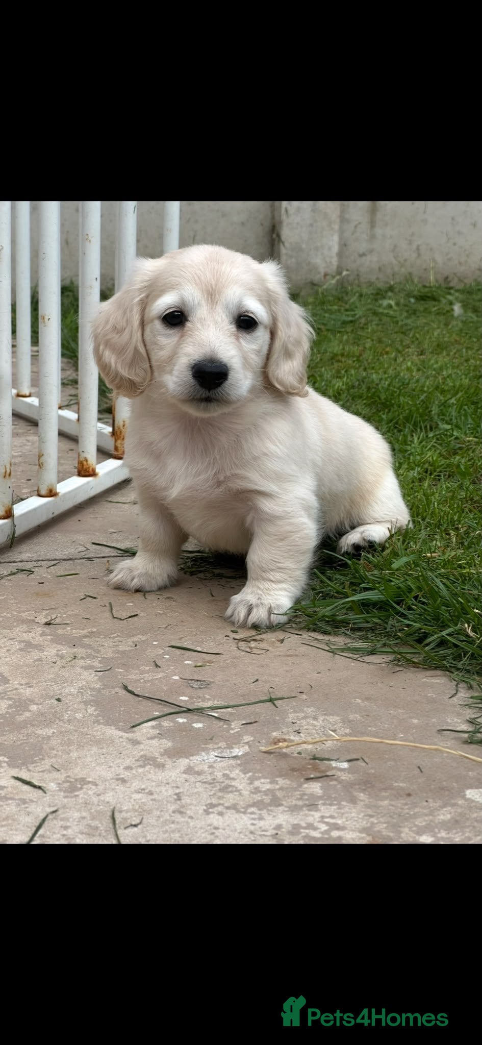 Miniature Dachshund dogs Long haired cream miniature dachshunds  - Advert 1