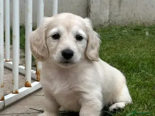Miniature Dachshund dogs Long haired cream miniature dachshunds - Advert 1