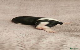 Whippet dogs for sale: KC HEART AND HEALTH TESTED WHIPPETS - Image 18