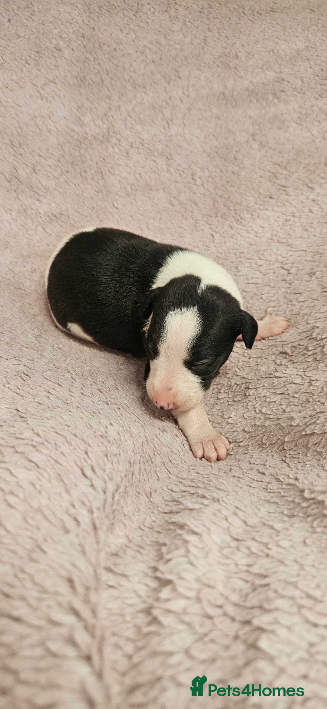 Whippet dogs for sale: KC HEART AND HEALTH TESTED WHIPPETS - Image 18