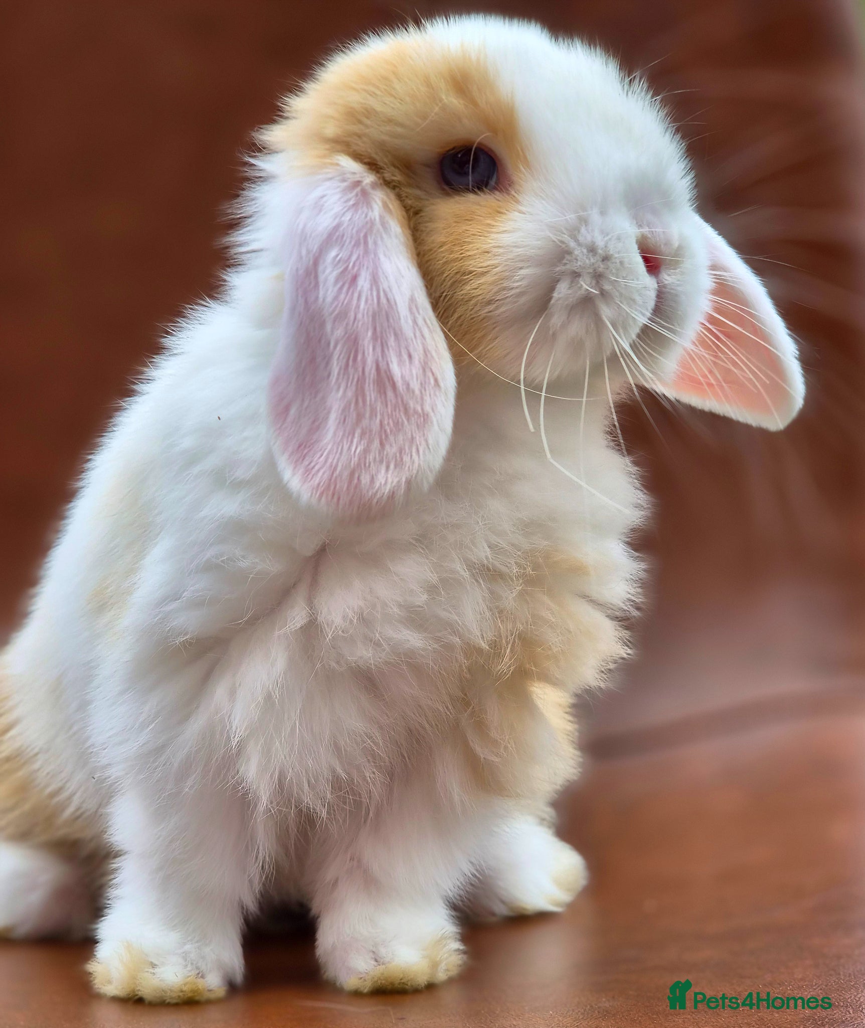 Mini Lop rabbits Beautiful Mini lops  - Advert 17