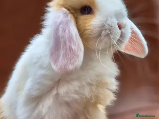 Mini Lop rabbits Beautiful Mini lops - Advert 17