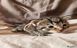 Russian Blue cats for sale: Mix Russian Blue and Maine Coon - Image 4
