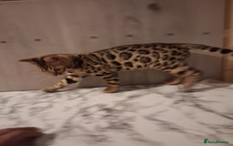 Bengal cats for sale: Tica reg. Bengal Kittens  - Image 9