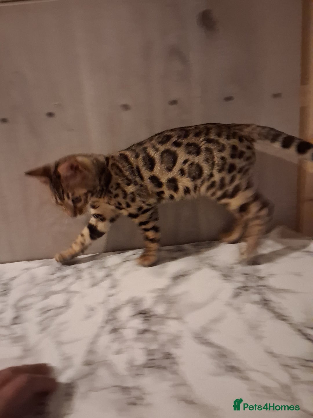 Bengal cats for sale: Tica reg. Bengal Kittens  - Image 9