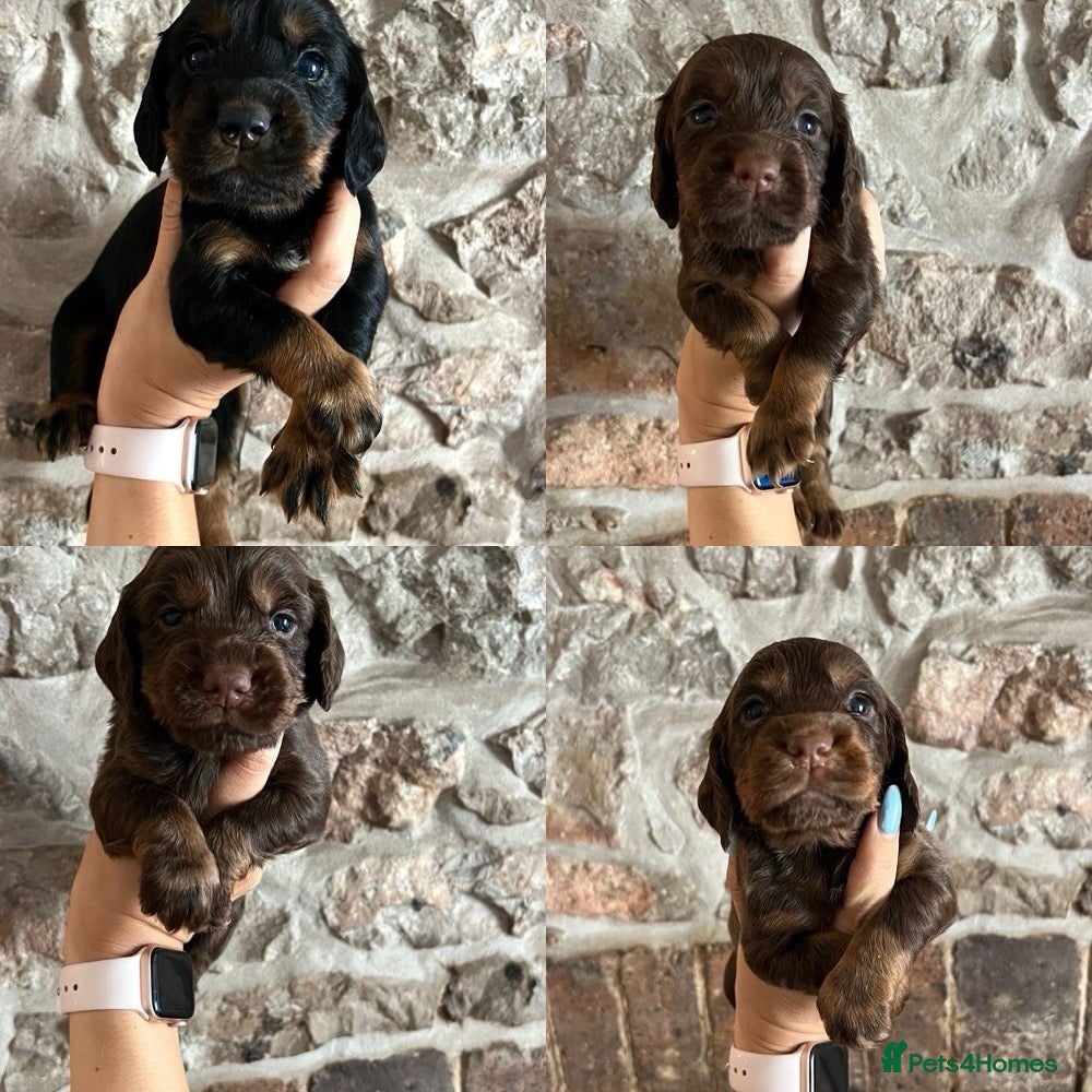 Cocker Spaniel dogs KC Cocker spaniels ready 2nd July.  - Advert 5