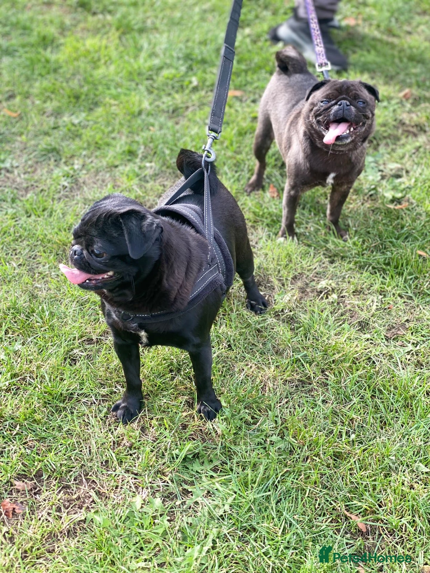 Pug dogs Mother & daughter pugs  - Advert 2