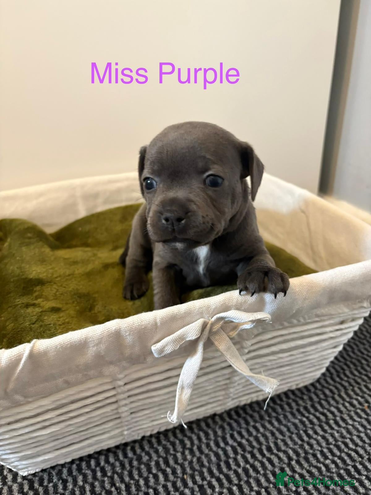 Staffordshire Bull Terrier dogs 1LEFT Beautiful KC Staffordshire bull terrier pups - Advert 12