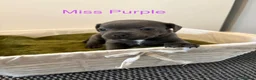 Staffordshire Bull Terrier dogs for sale: Beautiful K.C Staffordshire bull terrier puppies - Advert 12