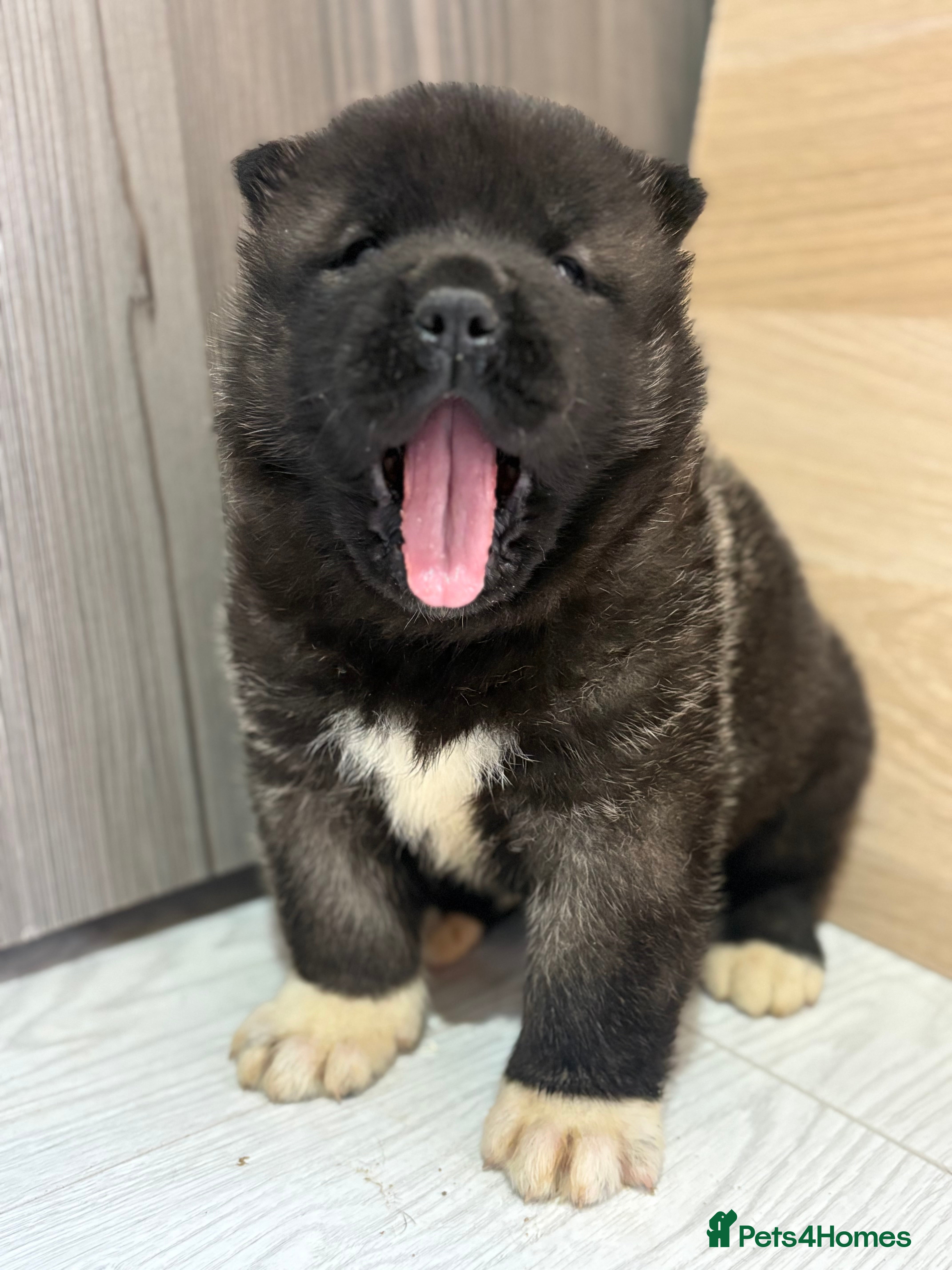 Akita dogs Beautiful KC Registered American Akita Puppies - Advert 2