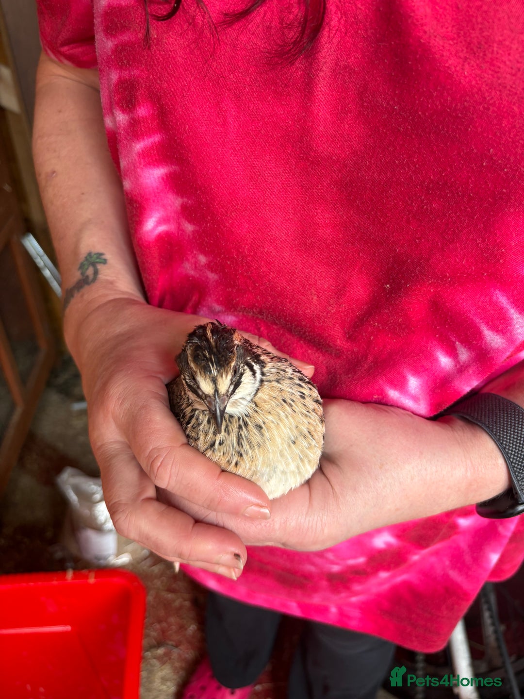 Quail poultry for sale: Jumbo quail - Advert 2