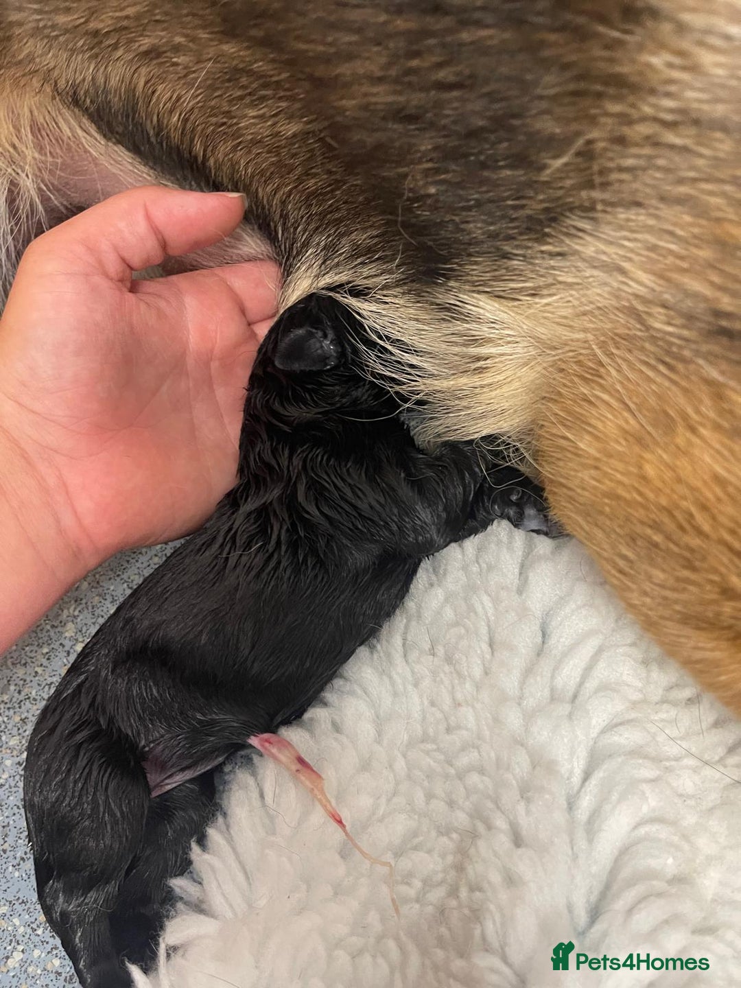 Mixed Breed dogs for sale: Loving lap pup full of snuggles  - Image 7