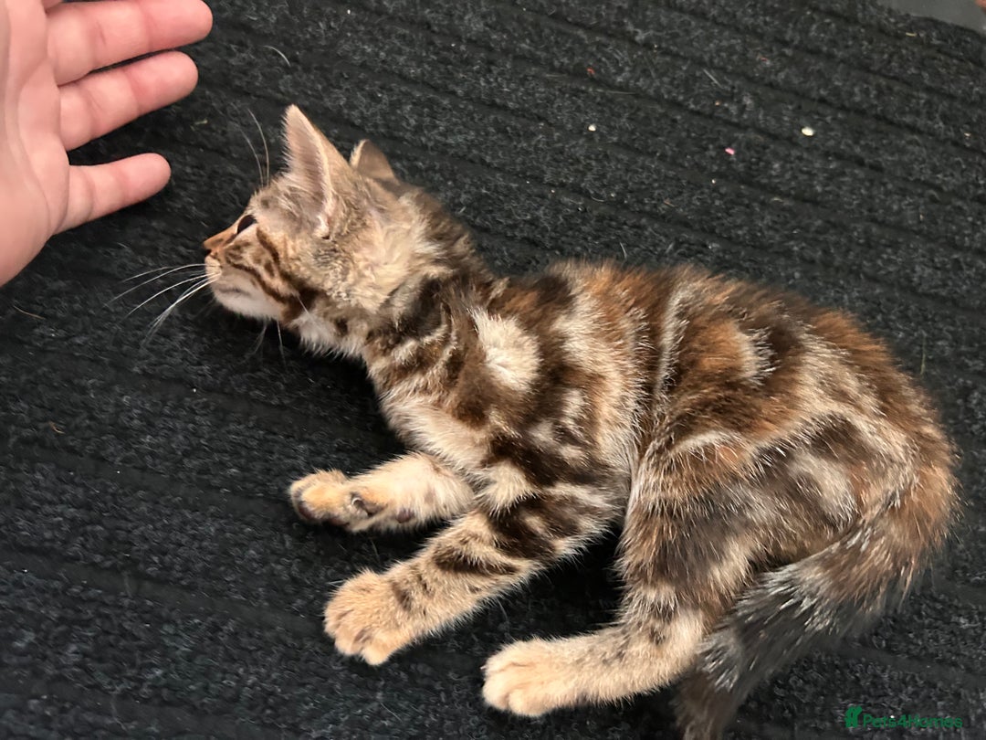 Bengal cats for sale: Beautiful bengal  - Image 9