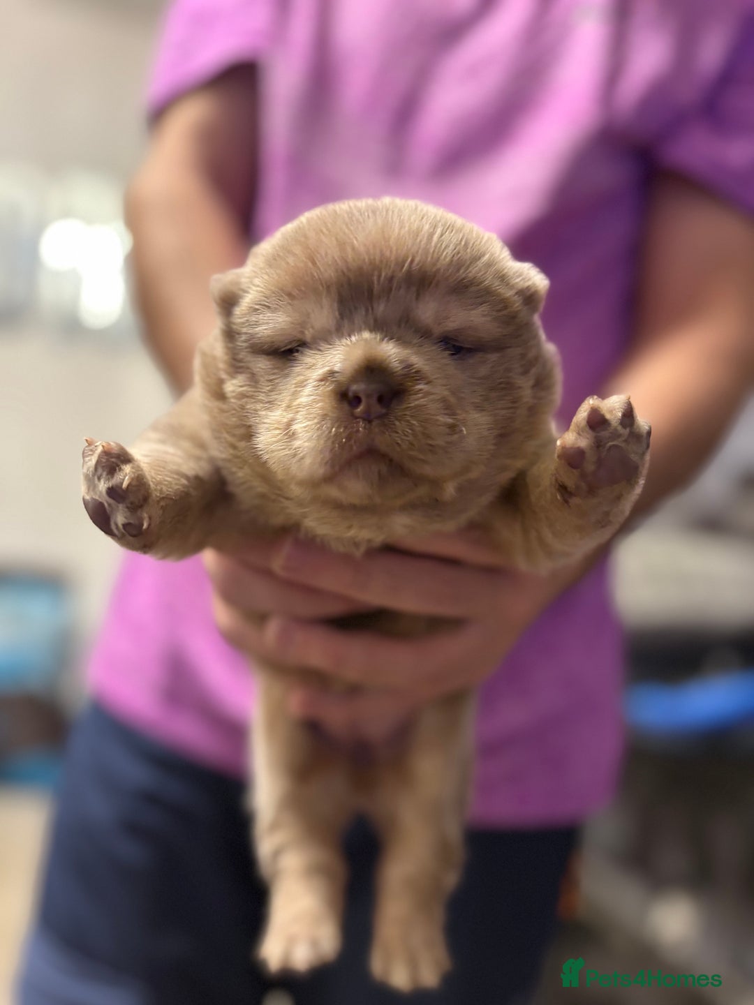 Chow Chow dogs for sale: Lesley Chow  - Advert 10