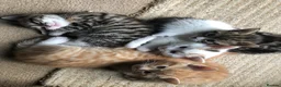 Mixed Breed cats for sale: 5 beautiful kittens looking for new homes - Advert 15