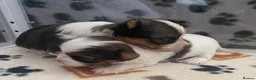Biewer Terrier dogs for sale: Biewer Terrier Puppies in Halesowen - Advert 8