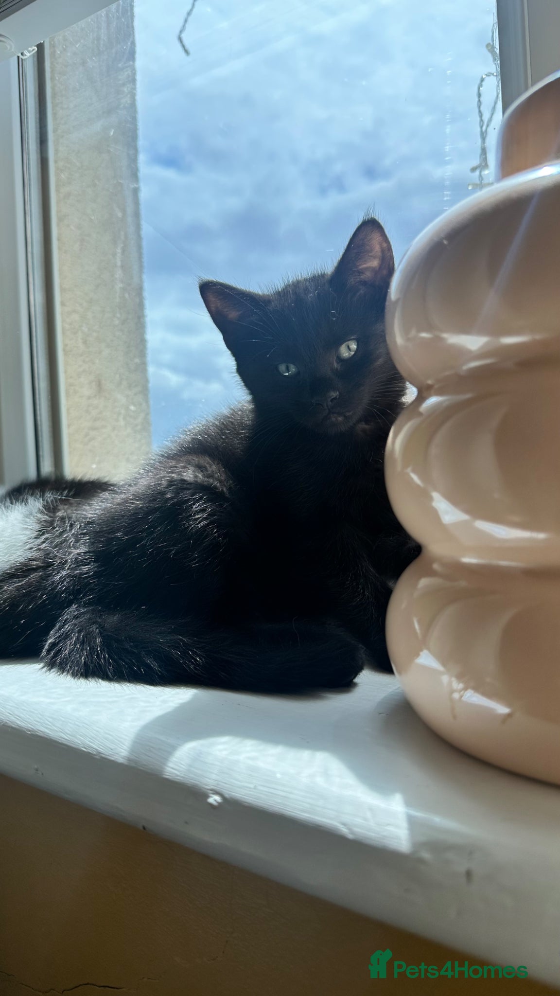 Mixed Breed cats for sale: Ready too leave beautiful kittens 2 temaining - Advert 8