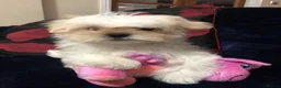 Mixed Breed dogs for sale: shihtzu / bichon x maltese  - Advert 9