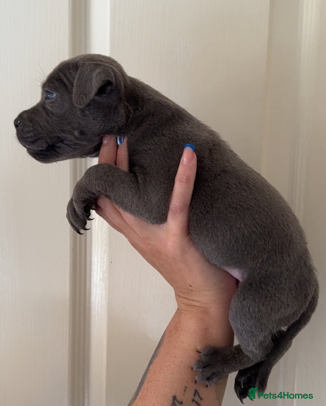 Staffordshire Bull Terrier dogs for sale: Beautiful blue staffy pups excellent pedigree  - Image 5