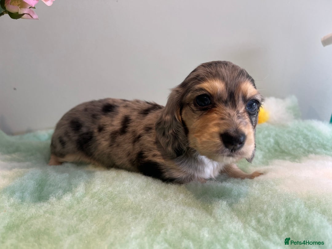 Miniature Dachshund dogs for sale: Miniature long hair dachshund  - Image 5