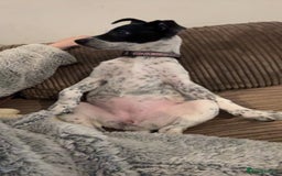 Mixed Breed dogs for sale: Meet bow 🎀🐾 - Advert 4