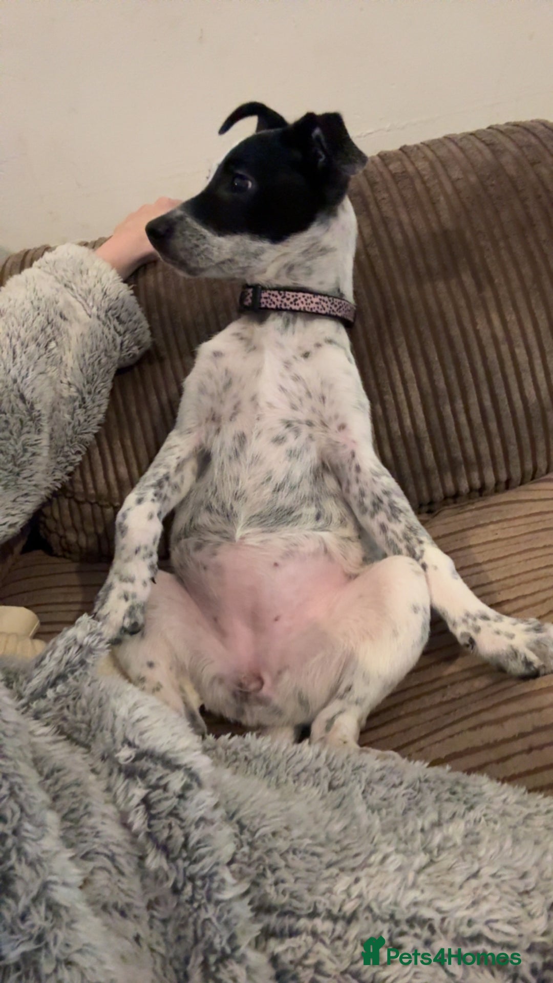 Mixed Breed dogs for sale: Meet bow 🎀🐾 - Advert 4