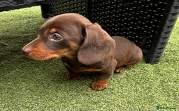Miniature Dachshund dogs for sale: Miniature dachshunds - Image 10