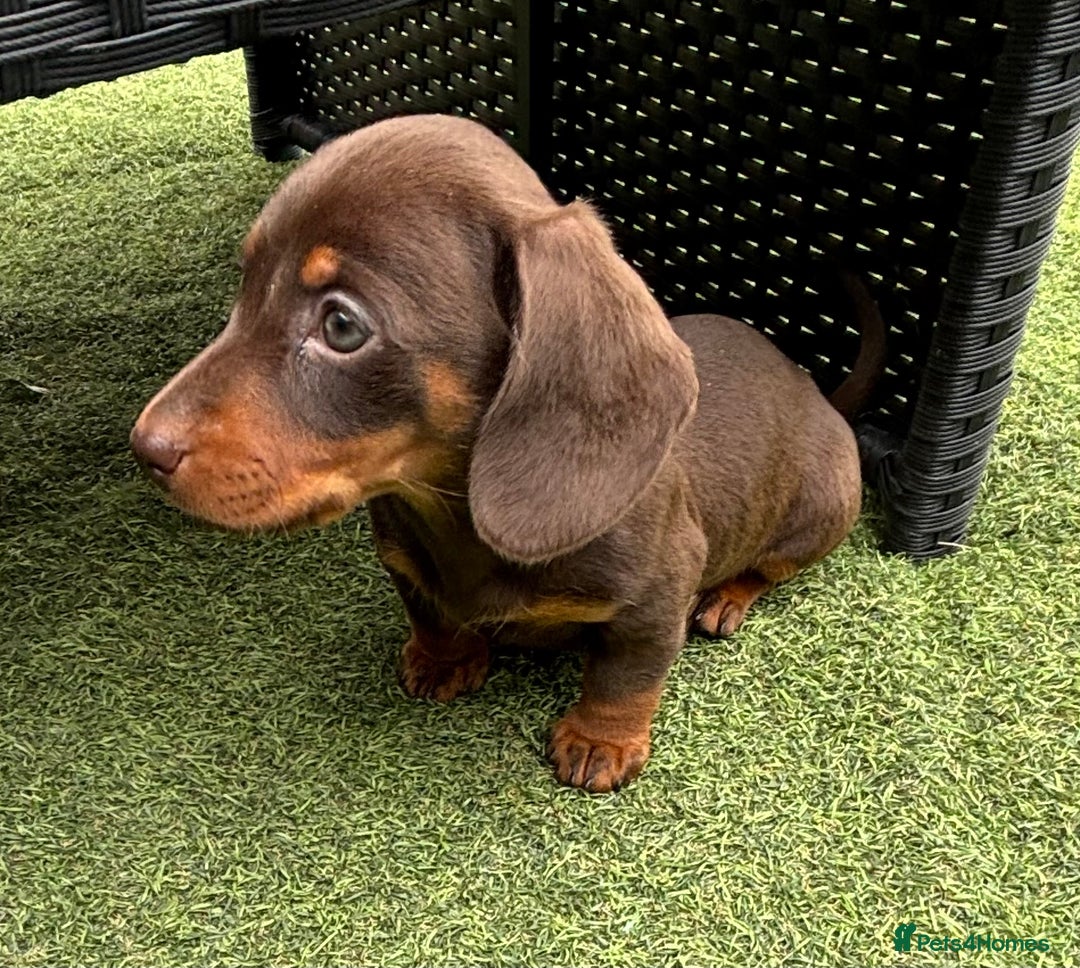 Miniature Dachshund dogs for sale: Miniature dachshunds - Image 10