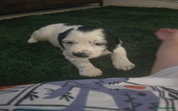 Mixed Breed dogs for sale: Spaniel/collie pup for sale - Image 8