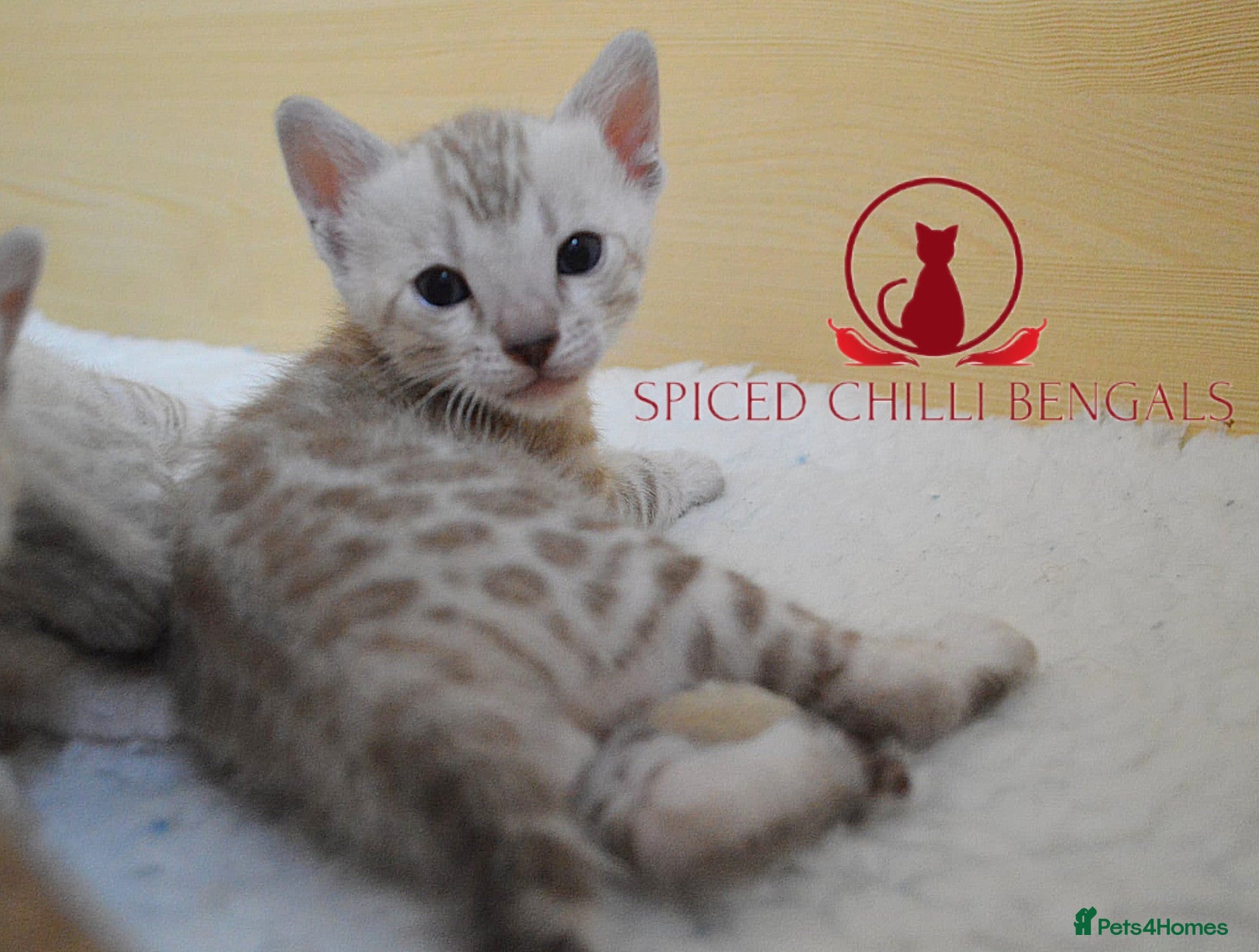 Bengal cats ✨️ glitter snow champion bengal kittens ✨️ - Advert 2