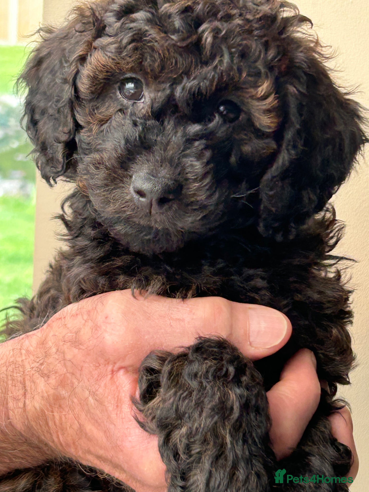 Mini Goldendoodle dogs F1b Goldendoodles.  Ready to leave 11/4/26 - Advert 1