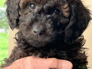 Mini Goldendoodle dogs F1b Goldendoodles. Ready to leave 11/4/26 - Advert 1