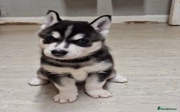 Siberian Husky dogs for sale: Siberian Husky X Pups - Image 7