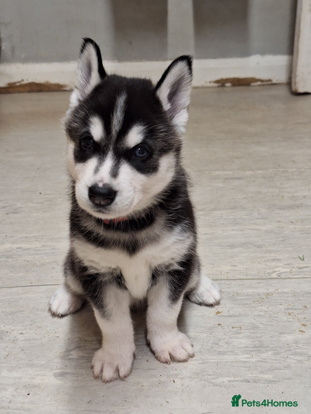 Siberian Husky dogs for sale: Siberian Husky X Pups - Image 7