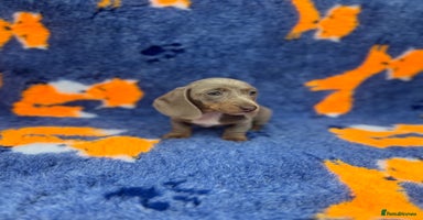 Dachshund dogs - Advert 1