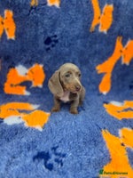 Dachshund dogs - Advert 9