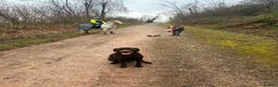 Labrador Retriever dogs for sale: Gorgeous KC Registered Chocolate Labrador Puppies  in Caldicot - Advert 2