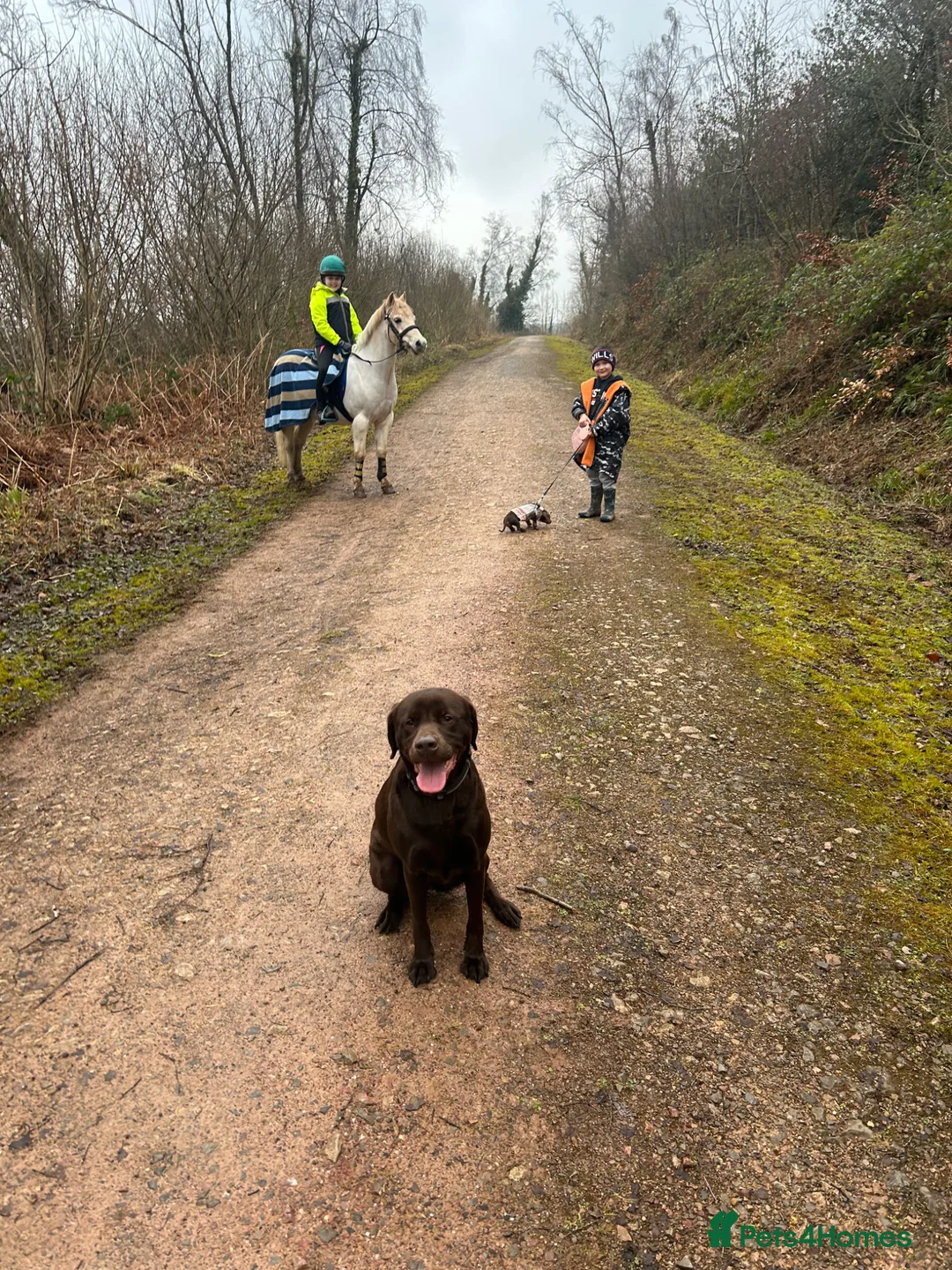 Labrador Retriever dogs for sale: Gorgeous KC Registered Chocolate Labrador Puppies  in Caldicot - Advert 2