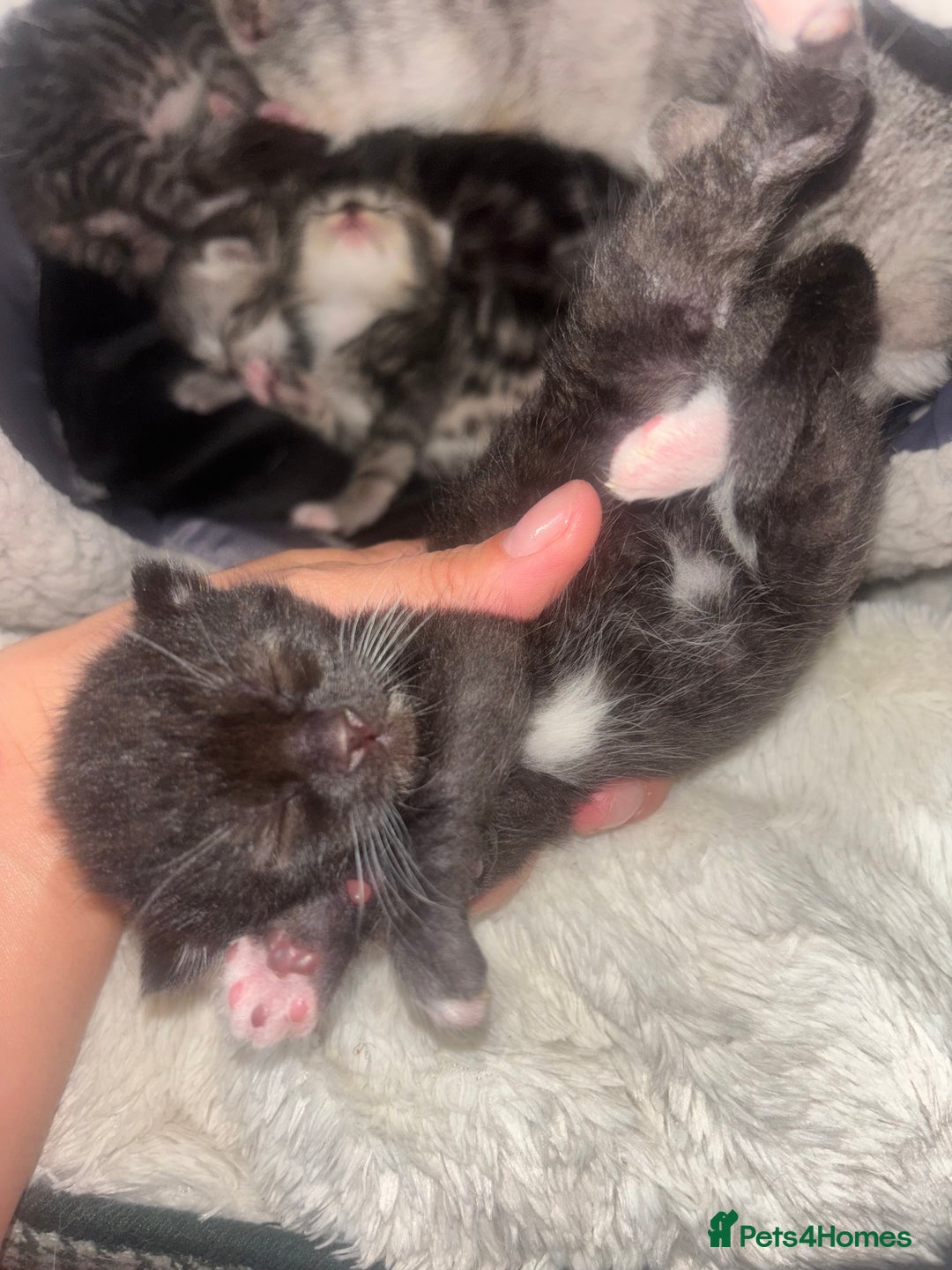 Scottish Fold cats for sale: Scottish Straight Kittens  - Image 10