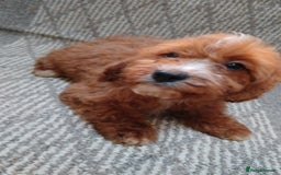 Cavapoo dogs for sale: Red cavapoo pups - Advert 9