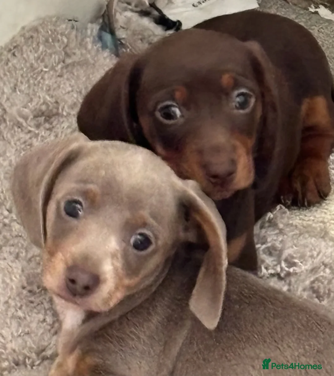 Miniature Dachshund dogs for sale: Miniature dachshund puppies  - Advert 2