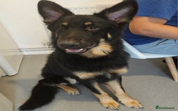 German Shepherd dogs for stud: German shepherd for STUD long coat straight back. - Image 7