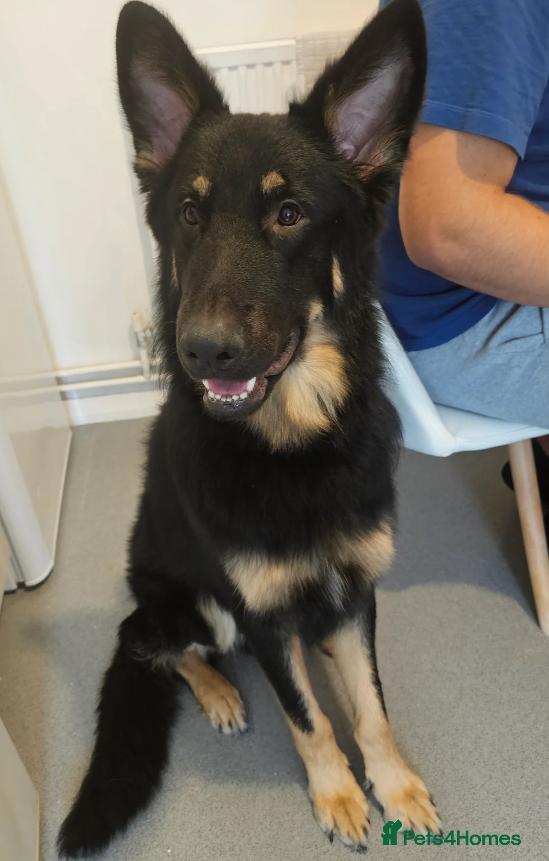 German Shepherd dogs for stud: Beautiful German shepherd for STUD - Advert 13