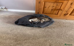Mixed Breed cats for sale: Tabby kitten  - Image 6